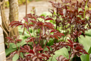 Common garden peony or Paeonia Lactiflora plant in Saint Gallen in Switzerland