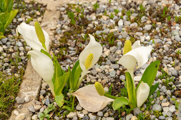 Asian skunk cabbage or Lysichiton Camtschatcensis plant in Saint Gallen in Switzerland