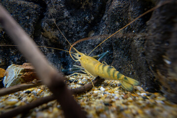 オニテナガエビ（giant river prawn）