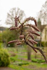 Chinese wisteria or Wisteria Sinensis plant in Saint Gallen in Switzerland