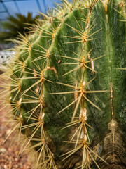 close up of cactus