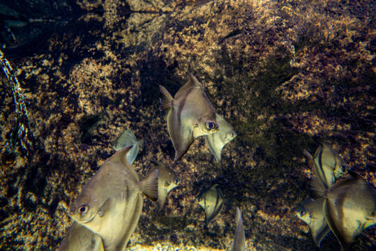 モノダクティルス・セベエ(Monodactylus sebae)