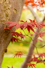 Japanese maple or Acer Palmatum tree in Saint Gallen in Switzerland