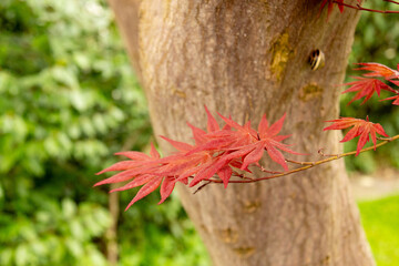 Japanese maple or Acer Palmatum tree in Saint Gallen in Switzerland