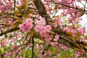 Japanese cherry Kanzan or Prunus Serrulata plant in Saint Gallen in Switzerland