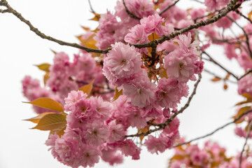 Japanese cherry Kanzan or Prunus Serrulata plant in Saint Gallen in Switzerland
