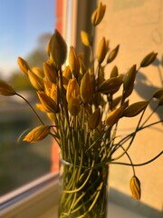 photo with tulip flowers, harbingers of spring, first blooming flowers in spring