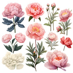 set of Peonies, plants, leaves and flowers. illustrations of beautiful realistic flowers for background, pattern or wedding invitations.