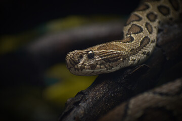 closeup of a Russel Viper