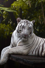 front facing white tiger in the zoo
