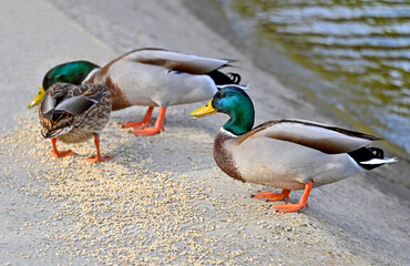 Duck eating grain on river shore