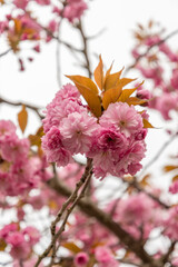 Japanese cherry Kanzan or Prunus Serrulata plant in Saint Gallen in Switzerland