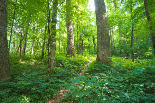 Old growth tulip polar trees line a path in the Joyce Kilmer Memorial Forest, North Carolina
