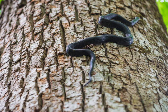 A rat snake climbs an old growth Tulip Poplar at the Joyce Kilmer Memorial Forest, North Carolina