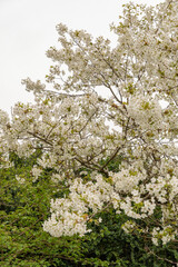 Japanese cherry Jo-nioi or Prunus Serrulata plant in Saint Gallen in Switzerland