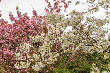 Japanese cherry Jo-nioi or Prunus Serrulata plant in Saint Gallen in Switzerland