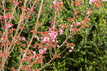 Japanese cherry royal burgundy or Prunus Serrulata plant in Saint Gallen in Switzerland