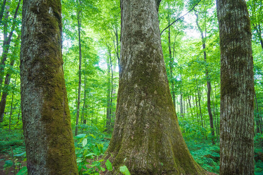 Three old growth tulip poplar trees in the Joyce Kilmer Memorial Forest, North Carolina