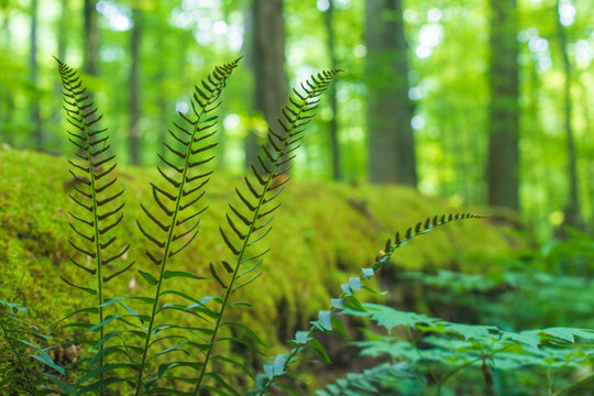 A fern grows next to a fallen tree covered in moss in the Joyce Kilmer Memorial Forest, North Carolina