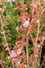 Japanese cherry royal burgundy or Prunus Serrulata plant in Saint Gallen in Switzerland