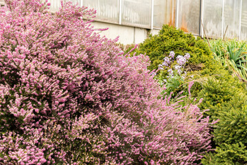 Darley dale heath or Erica X Darleyensis plant in Saint Gallen in Switzerland