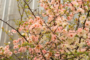 Chinese quince or Chaenomeles Speciosa plant in Saint Gallen in Switzerland