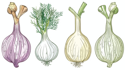 Healthy organic fennel root vector illustration in li