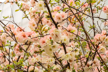 Chinese quince or Chaenomeles Speciosa plant in Saint Gallen in Switzerland