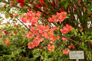 Chaenomeles Bastard Van Tol plant in Saint Gallen in Switzerland