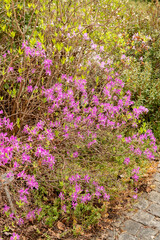 Western Azalea or Rhododendron Occidentale plant in Saint Gallen in Switzerland