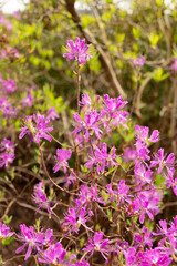 Western Azalea or Rhododendron Occidentale plant in Saint Gallen in Switzerland