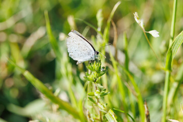 ルリシジミ（しじみ蝶）