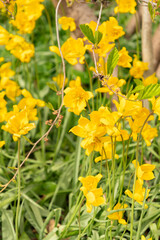 Wild tulip or Tulipa Sylvestris flowers in Saint Gallen in Switzerland