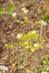 Witch alder or Fothergilla Gardenii plant in Saint Gallen in Switzerland