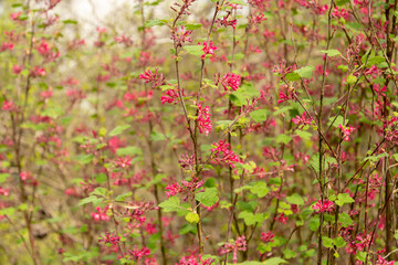 Red flower currant or Ribes Sanguineum plant in Saint Gallen in Switzerland