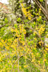 Albanian forsythia or Forsythia Europaea plant in Saint Gallen in Switzerland