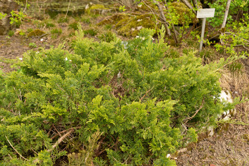 Savin juniper or Juniperus Sabina plant in Saint Gallen in Switzerland