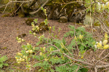 Halberd willow or Salix Hastata plant in Saint Gallen in Switzerland