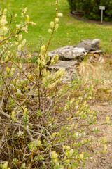 Halberd willow or Salix Hastata plant in Saint Gallen in Switzerland