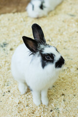 rabbits in a cage eat grass. rabbit cage. feeding rabbits