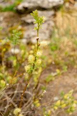 Halberd willow or Salix Hastata plant in Saint Gallen in Switzerland