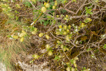 Halberd willow or Salix Hastata plant in Saint Gallen in Switzerland