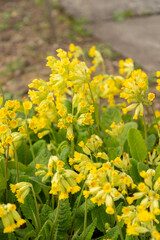 Cowslip primrose or Primula Veris plant in Saint Gallen in Switzerland