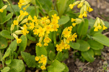 Cowslip primrose or Primula Veris plant in Saint Gallen in Switzerland