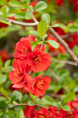 Obraz premium Japanese quince crimson and gola or Chaenomeles X Superba plant in Saint Gallen in Switzerland