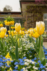 Obraz premium Beautiful flowers in spring time in Saint Gallen in Switzerland