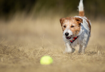 Playful happy jack russell terrier dog walking in the grass to her toy ball