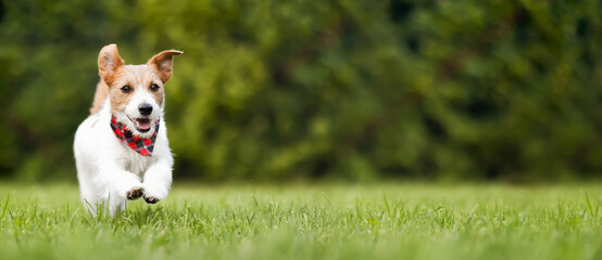 Happy active pet dog with funny ears running in the grass. Puppy hyperactivity banner, background.