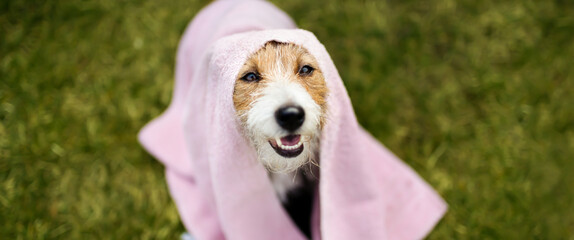 Face of funny happy dog puppy with towel after bath, shower. Pet care, grooming banner.