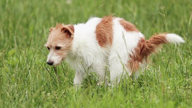 Dog doing toilet in the grass. Pooping, defecating, pet excrement, diarrhea concept.